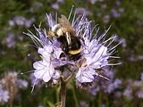 Phacelia