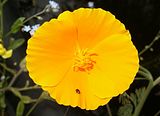 Goldmohn