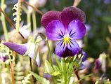 Viola tricolor