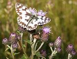 Mariendistel mit Schmetterling