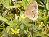 Schmetterling auf der Wiese