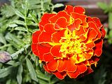 Tagetes