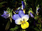 Viola tricolor